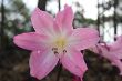 Belladonna Lily. Also wild growing